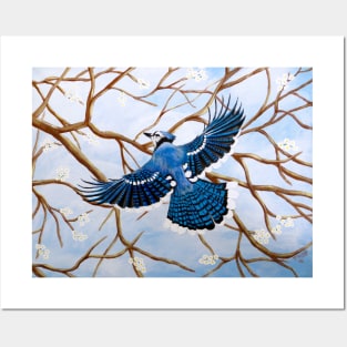 Soaring Blue Jay Posters and Art